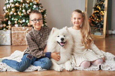 Samoyed Cinsi Köpek Özellikleri ve Bakımı