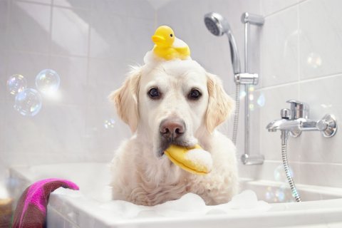 Köpeğimi Doğru Şekilde Nasıl Yıkayabilirim?