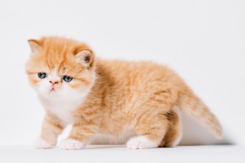 Exotic Shorthair Cinsi Kedi Özellikleri ve Bakımı