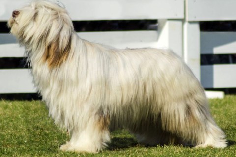 Briad Köpek Irkı Özellikleri ve Bakımı
