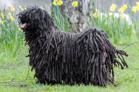 Puli Cinsi Köpek Özellikleri ve Bakımı