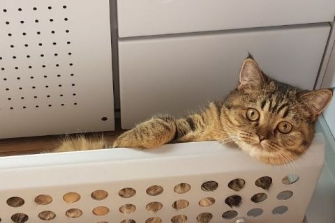 Kediler Eğitilir mi? Yöntemleri Nelerdir?