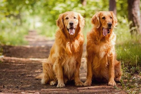 Bahçede Beslenebilecek Uysal Köpek Irkları