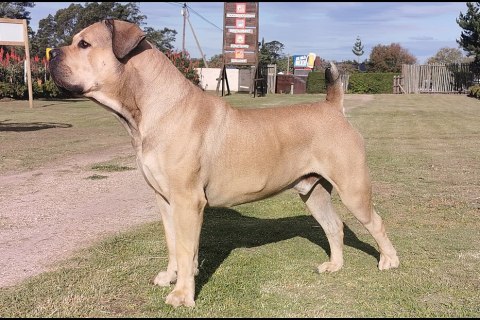Boerboel Cinsi Köpek Özellikleri ve Bakımı