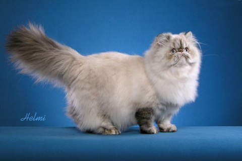 Kedi Piresi İnsana Geçer mi? Zararları Nelerdir ?