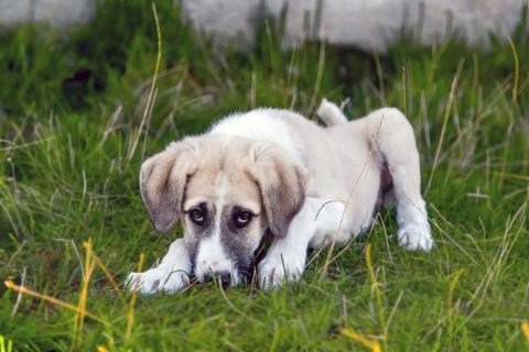 Köpeklerde Eğitim Teknikleri: İtaat ve Davranış Eğitimi
