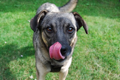 Köpeğim Yarasını Yalıyor. Neden Olabilir?
