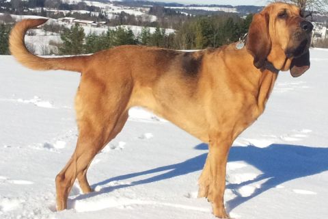 Bloodhound Cinsi Köpek Özellikleri Nelerdir Bakımı Nasıldır?