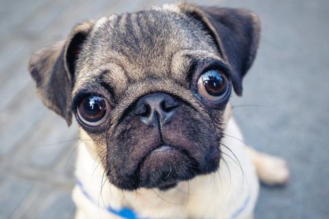 Köpek Kısırlaştırmanın Faydaları ve Zararları