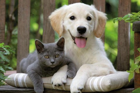 Kedi ve Köpek Beraber Yaşayabilir mi?