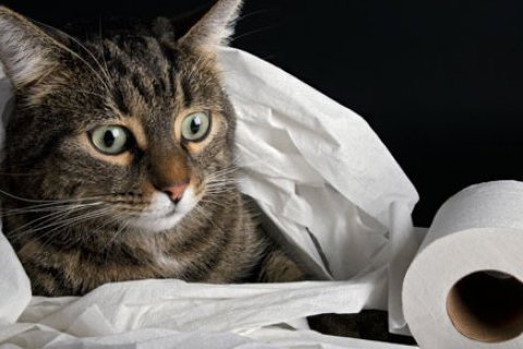 Evde Kedi Bakımı: Sağlıklı ve Mutlu Kediler İçin İpuçları