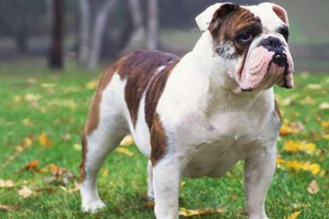 İngiliz Bulldog Cinsi Köpek Özellikleri ve Bakımı