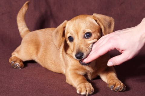 Köpeklerde Tüy Dökülmesine Ne İyi Gelir?