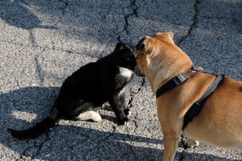 Kediler ve Köpekler Arasındaki En Belirgin Farklılıklar Nelerdir ?