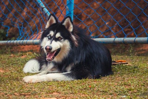 Köpeklerin Yaşı Nasıl Hesaplanır? Nelere Dikkat Edilir ?