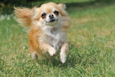 Şivava Cinsi Köpek Özellikleri ve Bakımı