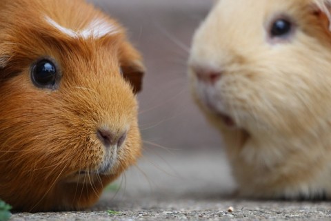 Sıcak Havalarda Guinea Pig Bakımı Nasıl Olmalıdır?
