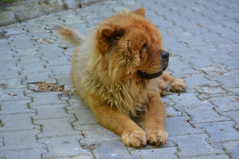 Evde Doğal ve Organik Köpek Maması Seçimi: Sağlıklı ve Dengeli Beslenme İçin İpuçları