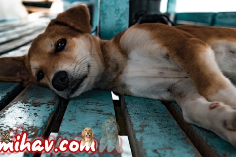 Köpeklerde Eklem İltihabı Belirtileri Nelerdir? Tedavisi Nedir ?