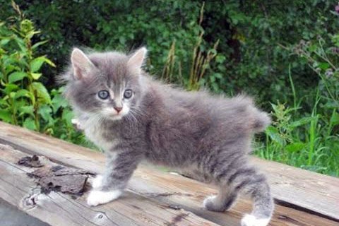 Kedilerin Sağlığı: Doğru Beslenme ve Bakım İpuçları