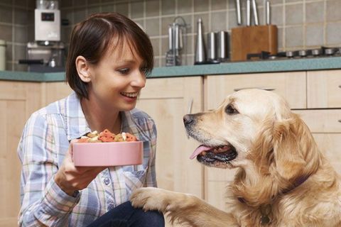 Köpeklerde Davranış Bozuklukları ve Çözüm Yolları