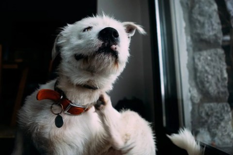 Köpeğim Kepeklendi. Sebebi Ne Olabilir?