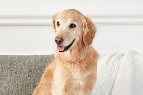 Köpekleri Kısırlaştırmanın Faydaları Nelerdir?