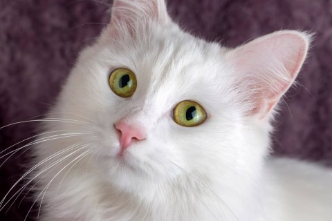 Kedi Sahiplenmeden Önce Bilmeniz Gereken 7 Şey