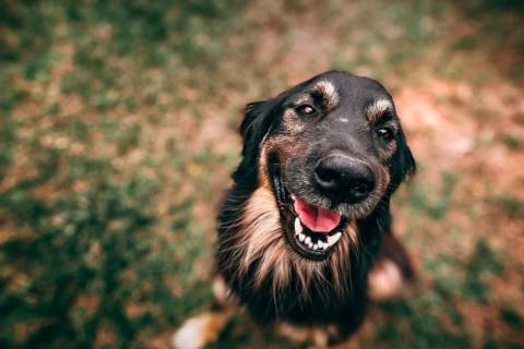 Köpeklerde Horlama Neden Olur? İşte Sebepleri...