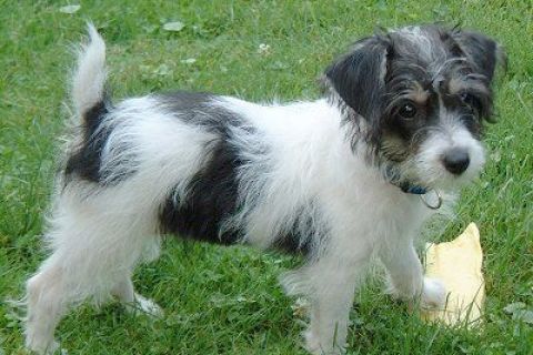 Jack A Poo Köpek Özellikleri ve Bakımı