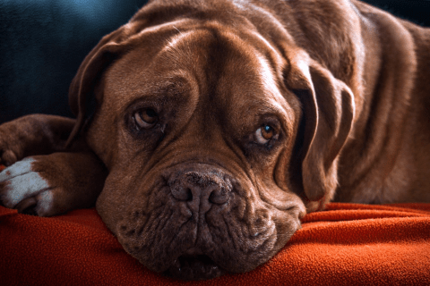 Köpeklerin Günlük Rutini Nasıl Geçmeli?