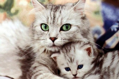 Kedi Dostlarımız Annelerini Unutur mu?