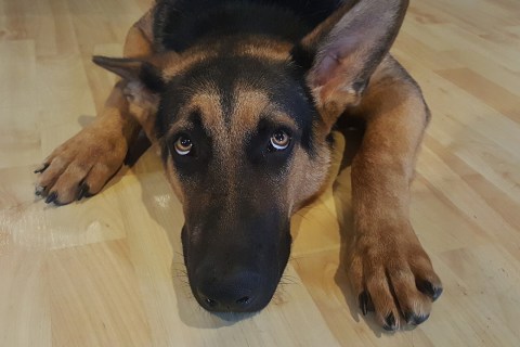 Deprem Sırasında Hayvanlara Nasıl Davranılmalı?