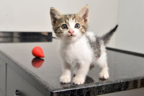 Yeni Doğmuş Kedi Bakımı Nasıl Olmalıdır?