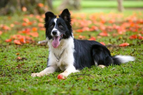 Köpek Zekası ve Köpeklerde Zeka Türleri Hakkında Bilinmesi Gerekenler