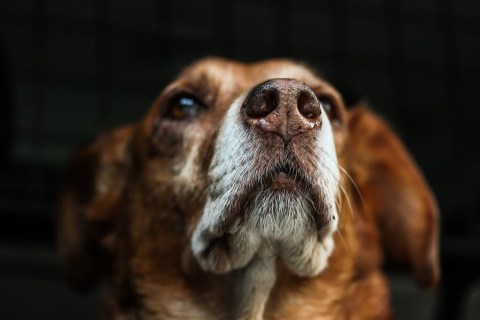 Köpekler İnsanları Anlayabiliyor mu?