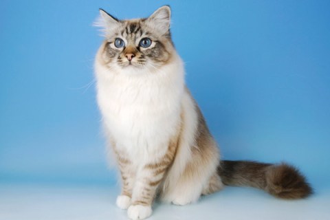 Birman Kedisi Özellikleri ve Hakkında Bilgi