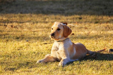 Yavru Köpeklerde İştahsızlık Sorunu ve Çözümü