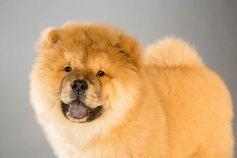 Chow Chow Hakkında Bilmeniz Gerekenler