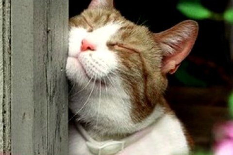 Kedilerin Tarih Boyunca İnsanlarla Olan İlişkisi