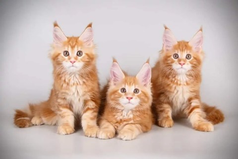 Maine Coon Kedisi Genel Özellikleri ve Bakımı Nasıldır ?