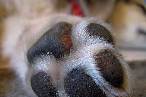 Köpeklerde Pati Bakımı Hakkında Bilinmesi Gereken Her şey