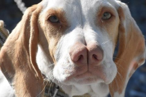 Turkish Pointer (Çatal Burun) Cinsi Köpek Özellikleri ve Bakımı