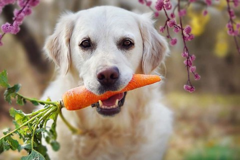 Köpek Sahiplenmenin Avantajları ve Sorumlulukları