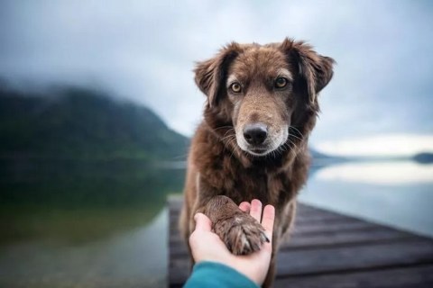 Köpeğin Sahibini Sevmesi İçin Ne Yapılır?