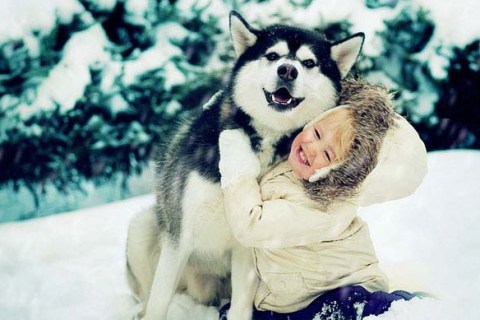 Husky (Sibirya Kurdu) Cinsi Köpek Özellikleri ve Bakımı