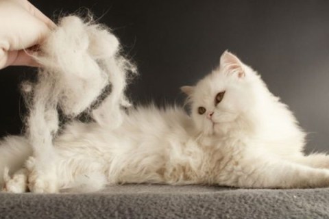 Kedilerde Tüy Dökülmesi: Nedenleri ve Çözümleri