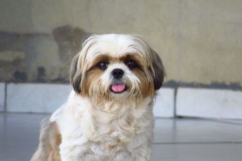Shih Tzu Cinsi Köpek Özellikleri ve Bakımı