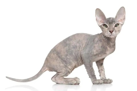 Donskoy Cinsi Kedi Özellikleri ve Bakımı