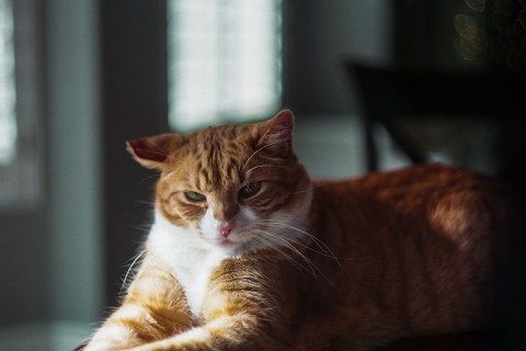 Kedilerim Kavga mı Ediyor Yoksa Oyun mu Oynuyor?